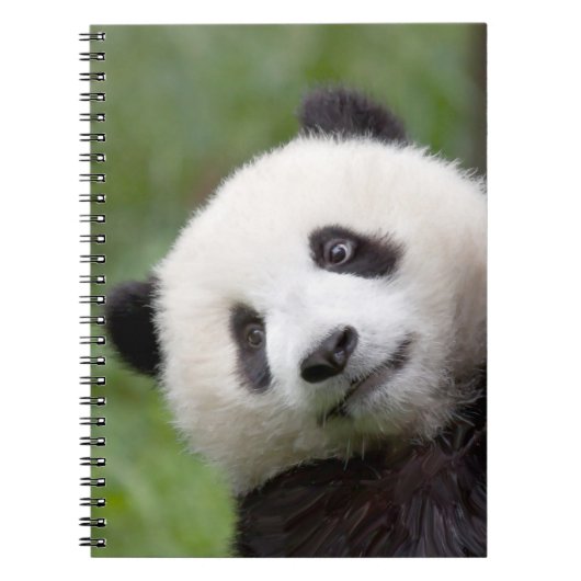 Panda cub schilderij notitieboek (Voorkant)