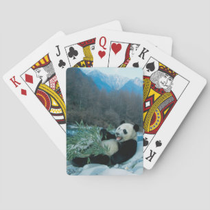 Panda die bamboe eet van de rivieroever Wolong, 2 Pokerkaarten