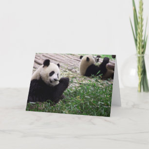 Panda Dream Blank Card Kaart