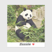Panda eating bamboo sticker (Vel)