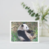 Panda Eating Briefkaart (Staand voorkant)