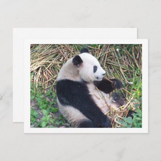 Panda Eating Briefkaart (Voorkant / Achterkant)