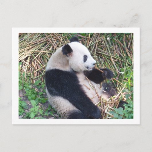Panda Eating Briefkaart (Voorkant)