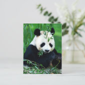 Panda Eating Leaves Briefkaart (Staand voorkant)