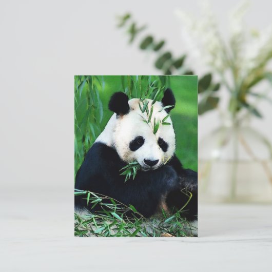Panda Eating Leaves Briefkaart (Staand voorkant)