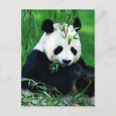 Panda Eating Leaves Briefkaart (Voorkant)