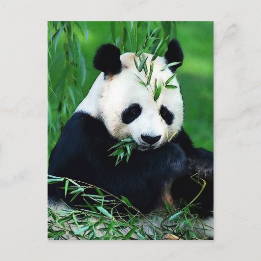 Panda Eating Leaves Briefkaart (Voorkant)