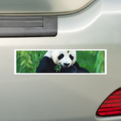 Panda Eating Leaves Bumpersticker (Op auto)