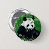 Panda Eating Leaves Ronde Button 5,7 Cm (Voorkant /achterkant)