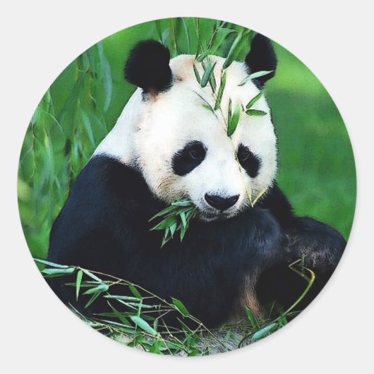 Panda Eating Leaves Ronde Sticker (Voorkant)