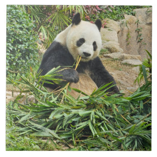 Panda eet bamboe keramische tegel tegeltje