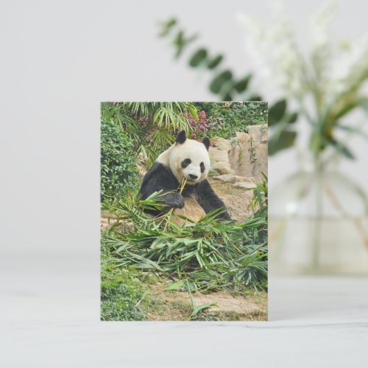Panda eet bamboe uitzicht briefkaart (Staand voorkant)