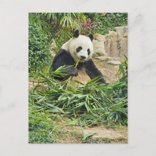 Panda eet bamboe uitzicht briefkaart