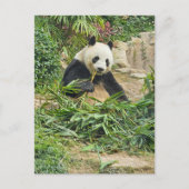 Panda eet bamboe uitzicht briefkaart (Voorkant)