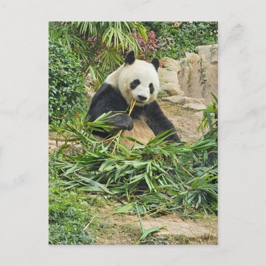 Panda eet bamboe uitzicht briefkaart (Voorkant)