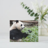 Panda en Bamboo Briefkaart (Staand voorkant)