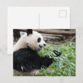 Panda en Bamboo Briefkaart (Voorkant / Achterkant)