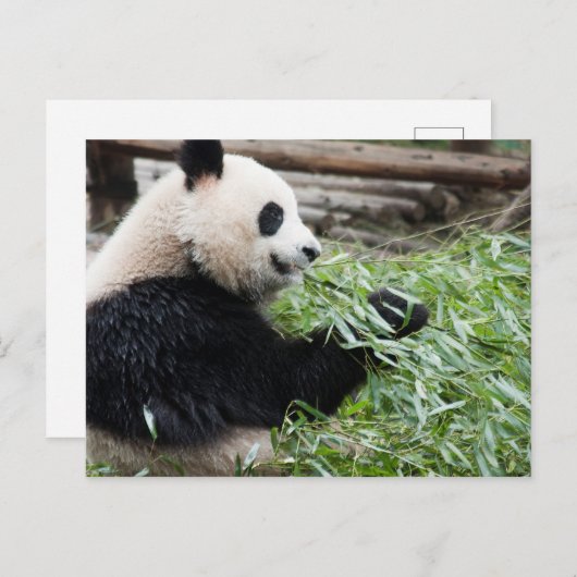 Panda en Bamboo Briefkaart (Voorkant / Achterkant)