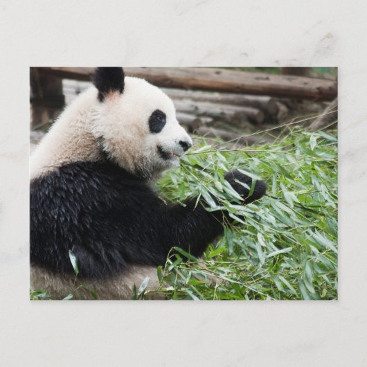 Panda en Bamboo Briefkaart (Voorkant)