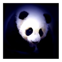 Panda Face Poster - Panda Posters Prints