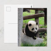 Panda-foto Briefkaart (Voorkant / Achterkant)