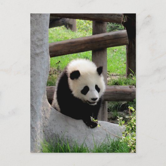 Panda-foto Briefkaart (Voorkant)