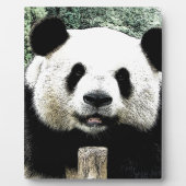 Panda Fotoplaat (Voorkant)
