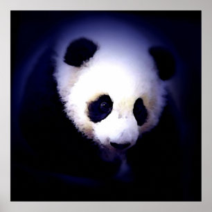Panda Gezicht Poster - Panda Posters Prints