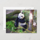 Panda in de dierentuin van San Diego Briefkaart (Voorkant / Achterkant)