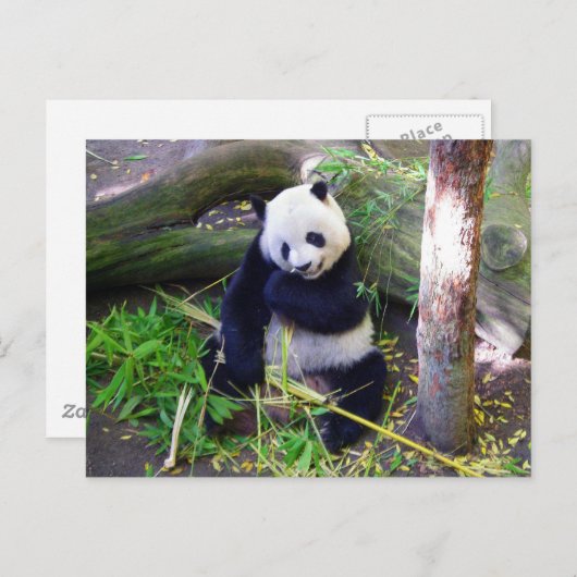Panda in de dierentuin van San Diego Briefkaart (Voorkant / Achterkant)