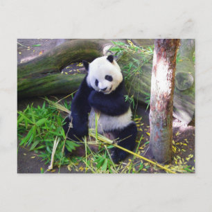 Panda in de dierentuin van San Diego Briefkaart