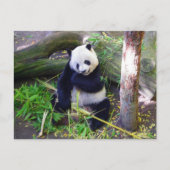 Panda in de dierentuin van San Diego Briefkaart (Voorkant)