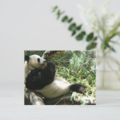 Panda in de dierentuin van San Diego Briefkaart (Staand voorkant)