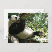 Panda in de dierentuin van San Diego Briefkaart (Voorkant / Achterkant)