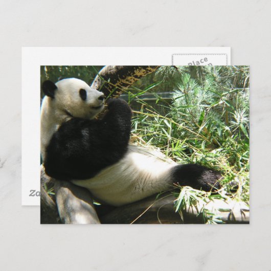 Panda in de dierentuin van San Diego Briefkaart (Voorkant / Achterkant)