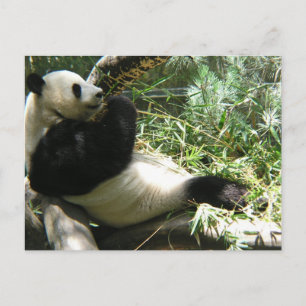 Panda in de dierentuin van San Diego Briefkaart