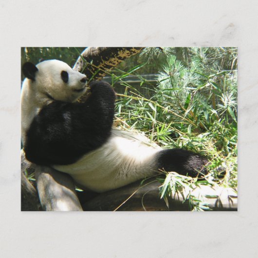 Panda in de dierentuin van San Diego Briefkaart (Voorkant)