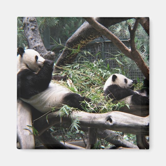 Panda in de dierentuin van San Diego Magneet (Voorkant)