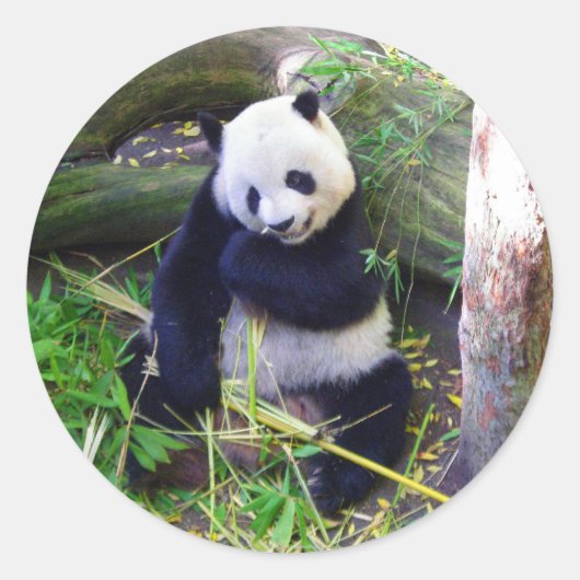 Panda in de dierentuin van San Diego Ronde Sticker (Voorkant)