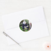 Panda in de dierentuin van San Diego Ronde Sticker (Envelop)