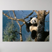 Panda in een poster 3 (Voorkant)