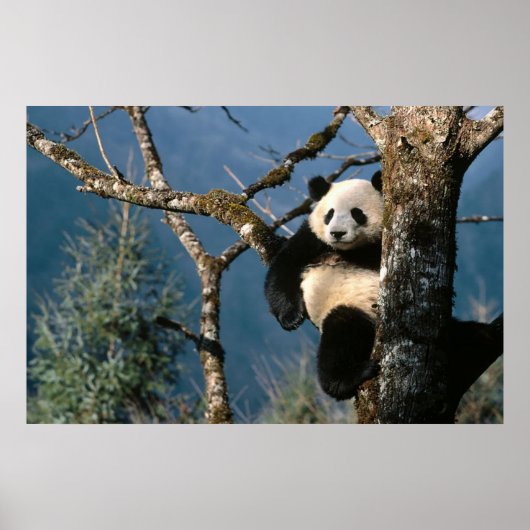 Panda in een poster 3 (Voorkant)