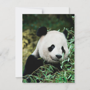 Panda in een struik briefkaart