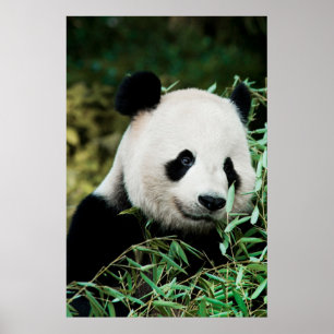 Panda in een struik poster