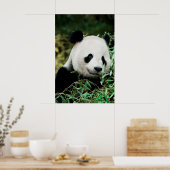 Panda in een struik poster (Keuken)