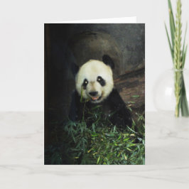 Panda Kaart
