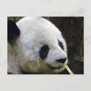 Panda Lookee-Loo Ansichtkaart Briefkaart