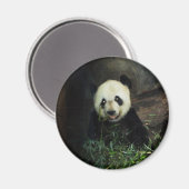 Panda Magneet (Voorkant / Achterkant)