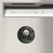 Panda Magneet (Insitu (Vaatwasser))