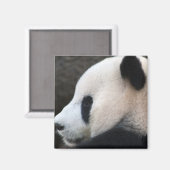 Panda Magneet (Voorkant / Achterkant)